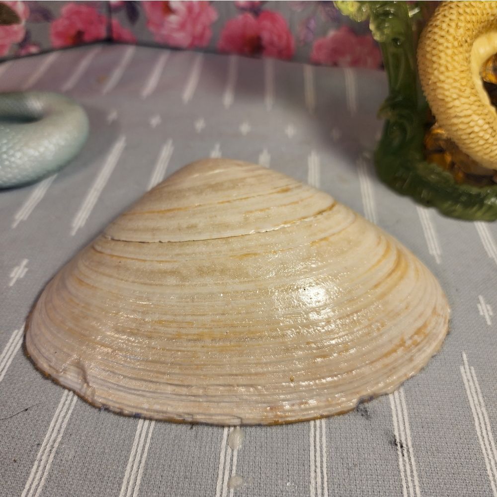 DECOUPAGE CLAM SHELL DECOUPAGE PURPLE FLOWERS ON A CLAM SHELL TRINKET DISH - Picture 10 of 10